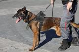 ARRESTATION POLICE 045